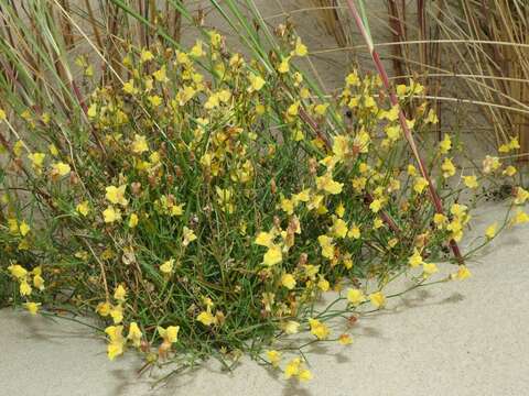 Image of Linaria odora (Bieb.) Fischer