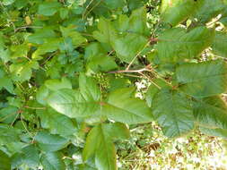 Toxicodendron radicans subsp. pubens (Engelm. ex Watson) Gillis的圖片