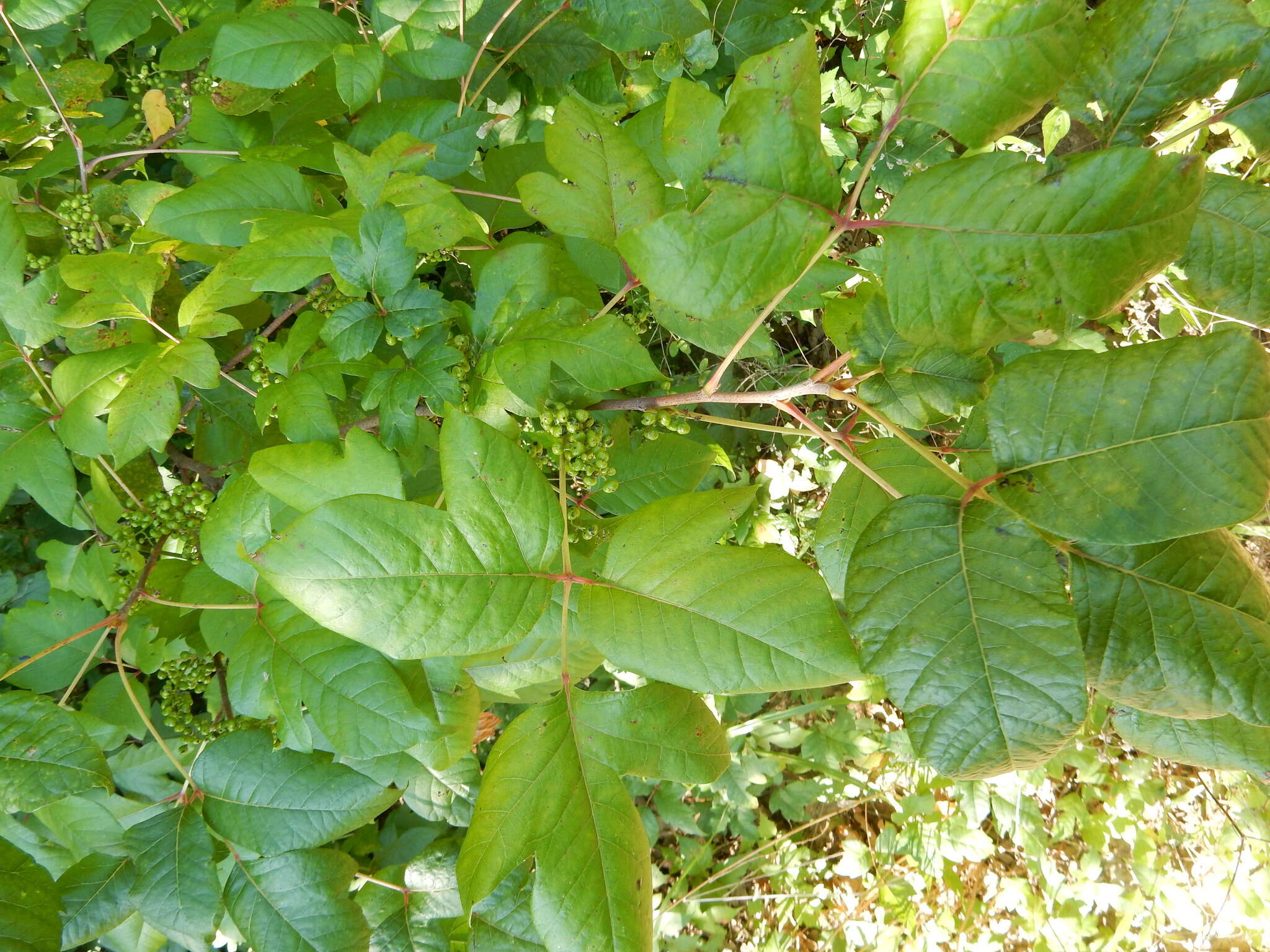 Image of eastern poison ivy