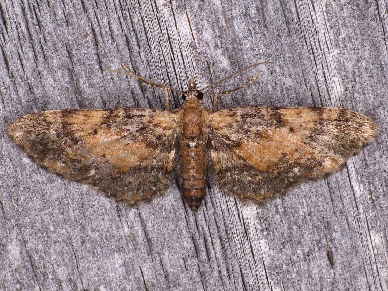 Image of Small Pine Looper