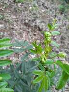 Image of Senna stipulacea (Aiton) H. S. Irwin & Barneby