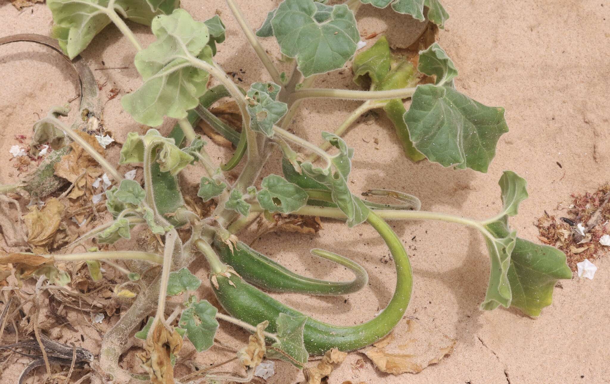 Image of sanddune unicorn-plant