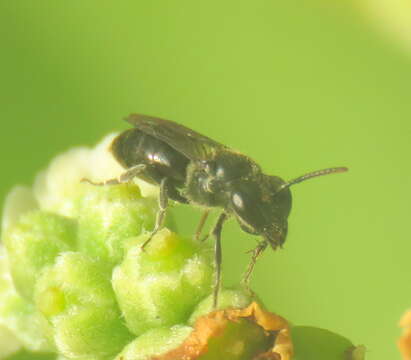 Image of Hylaeus difficilis (Perkins 1899)