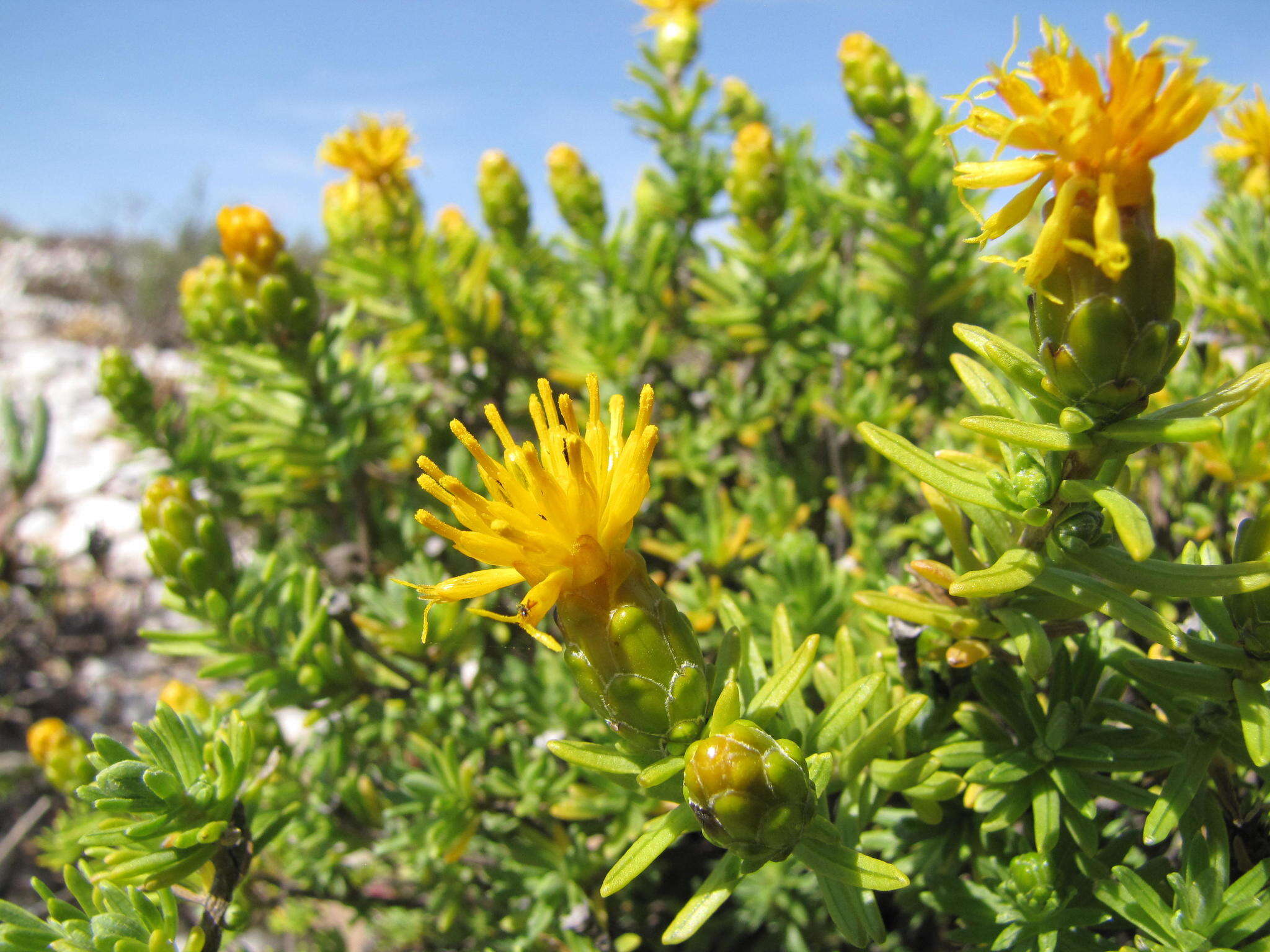 Imagem de Pteronia ciliata Thunb.