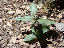 Image de Asclepias hypoleuca (A. Gray) R. E. Woodson