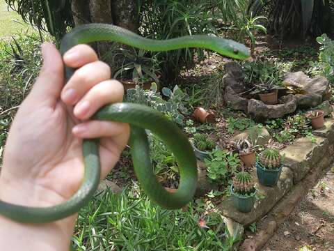 Image of Eastern Green Snake