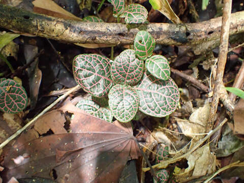 Fittonia albivenis (Lindl. ex Veitch) R. K. Brummitt resmi