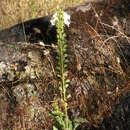 Image of Digitalis mariana subsp. heywoodii (Pinto da Silva & Silva) P. A. Hinz