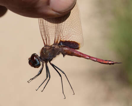 Tramea limbata (Desjardins 1835) resmi