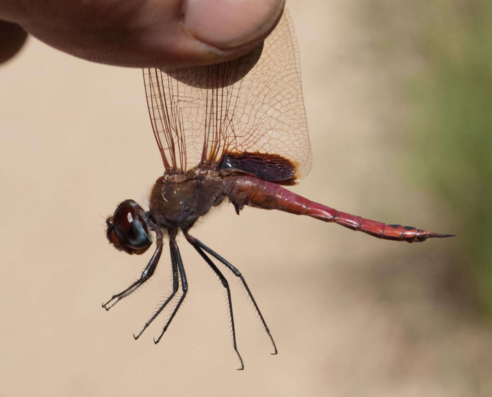 Imagem de Tramea limbata (Desjardins 1835)