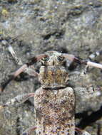 Image of Acanthocinus griseus (Fabricius 1793)