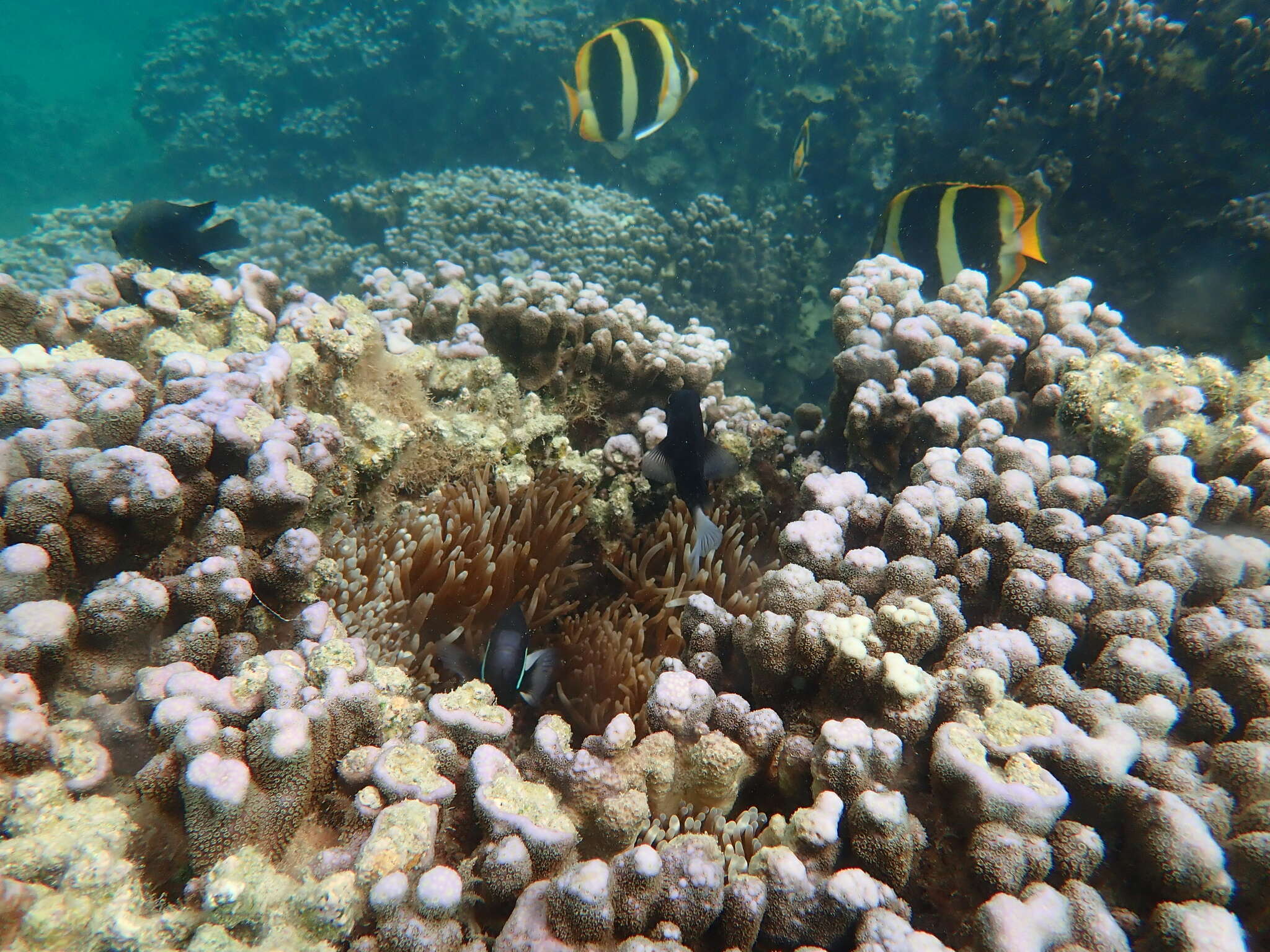 Image of Three-striped Butterflyfish