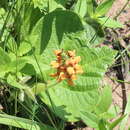 Image of Heartleaf Eriosema