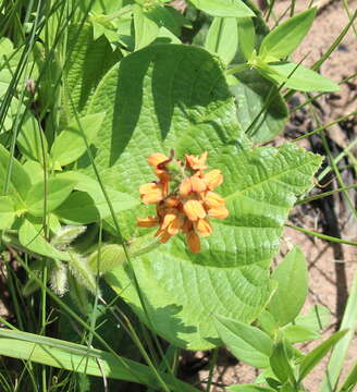 Image of Heartleaf Eriosema