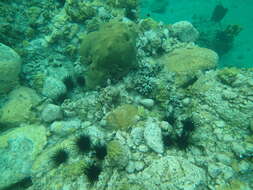 Image of spiny urchin