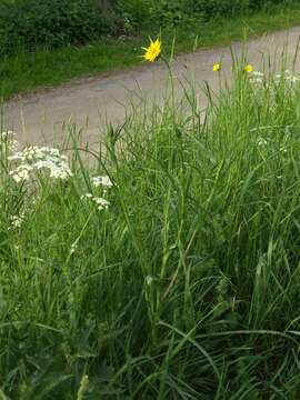 Image of Tragopogon pratensis subsp. pratensis