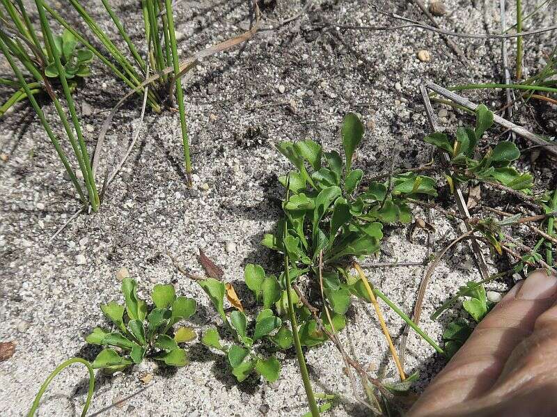 Image of Viola hederacea subsp. cleistogamoides L. Adams