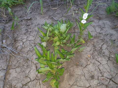 Ipomoea lapathifolia Hall. fil.的圖片