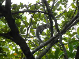 Image of Gray-bellied Squirrel