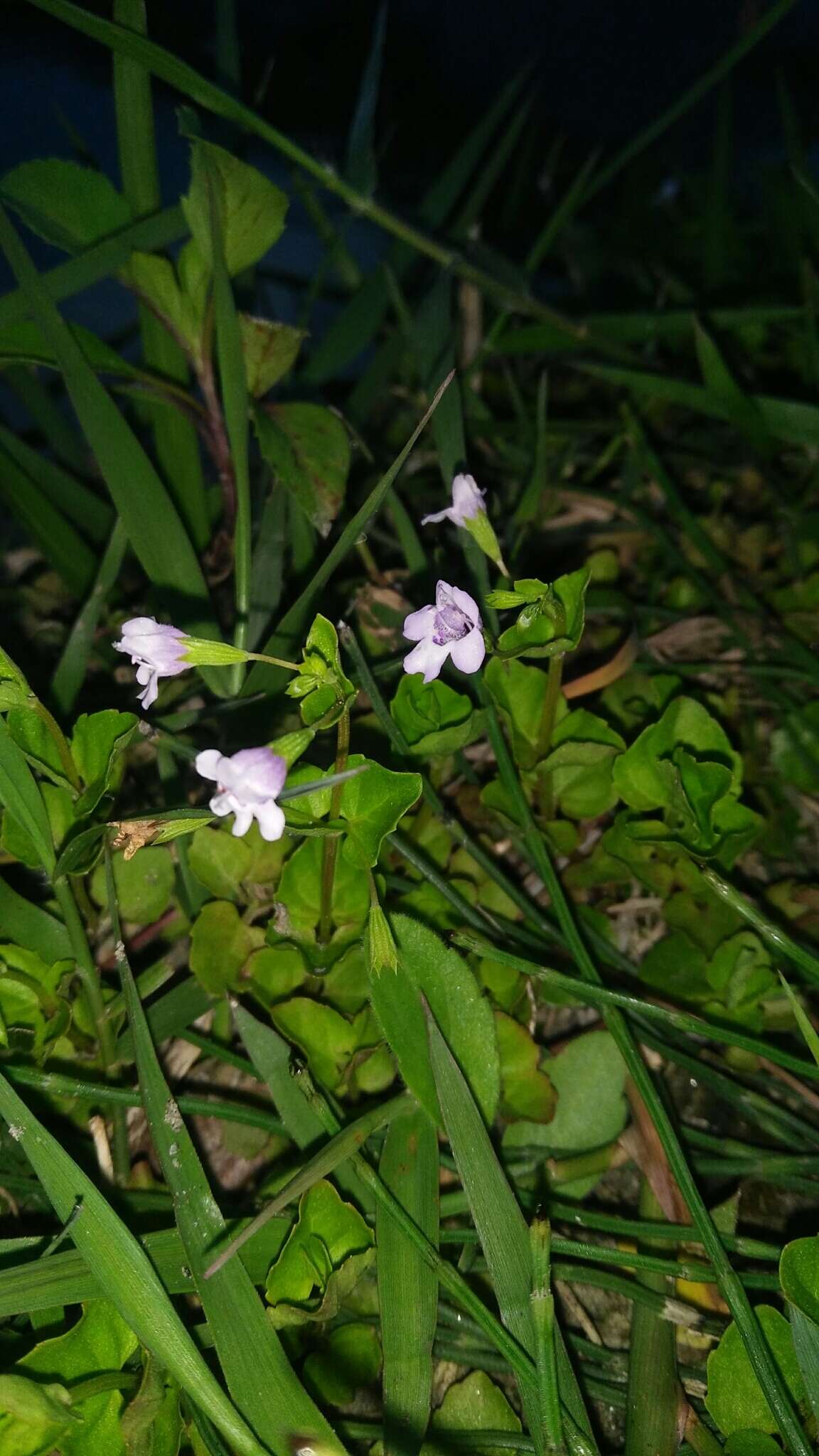 Image of Browne's savory