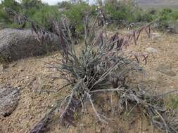 Image of bluepod rockcress