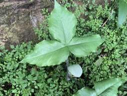 Arisaema ringens (Thunb.) Schott的圖片