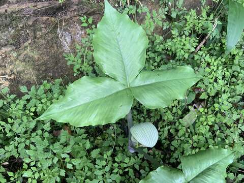 Image of Arisaema ringens (Thunb.) Schott