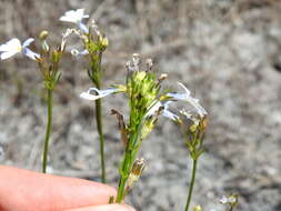 Image de Lobelia comosa L.