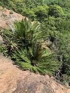 Image of Jozini Cycad