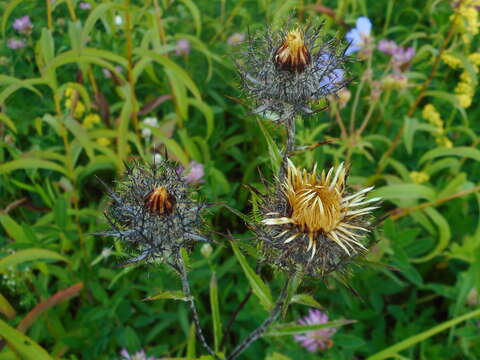 Imagem de Carlina biebersteinii var. fennica H. Meusel & A. Kästner