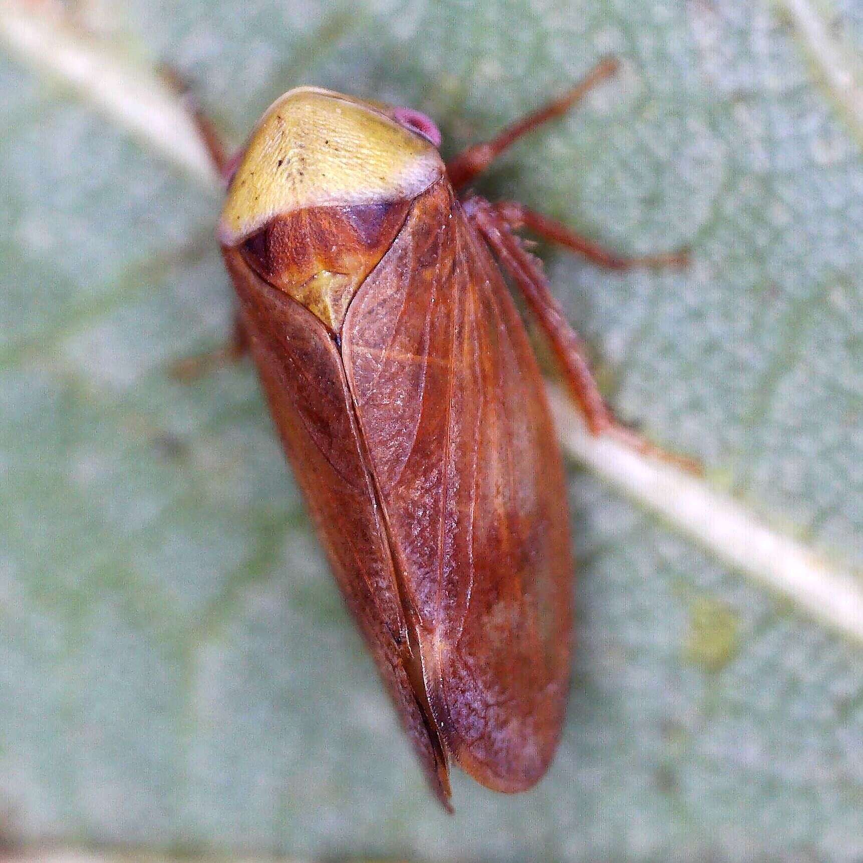 Image of Leafhopper