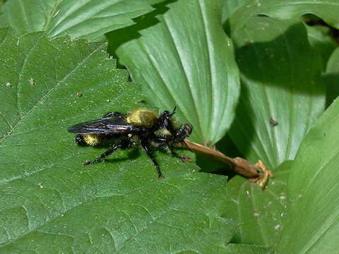 Image of Laphria divisor (Banks 1917)