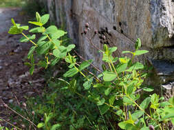 Image of Hypericum hircinum subsp. hircinum