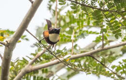 Image of Buff-throated Sunbird