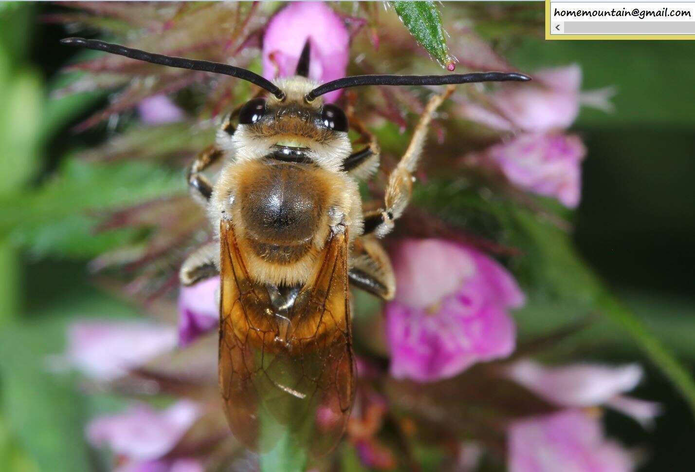 Image of Eucera pekingensis Yasumatsu 1946