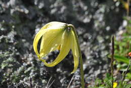 Image of Lilium lophophorum (Bureau & Franch.) Franch.