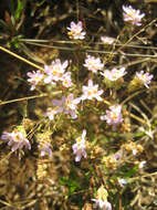 Image of Melanospermum foliosum (Benth.) O. M. Hilliard