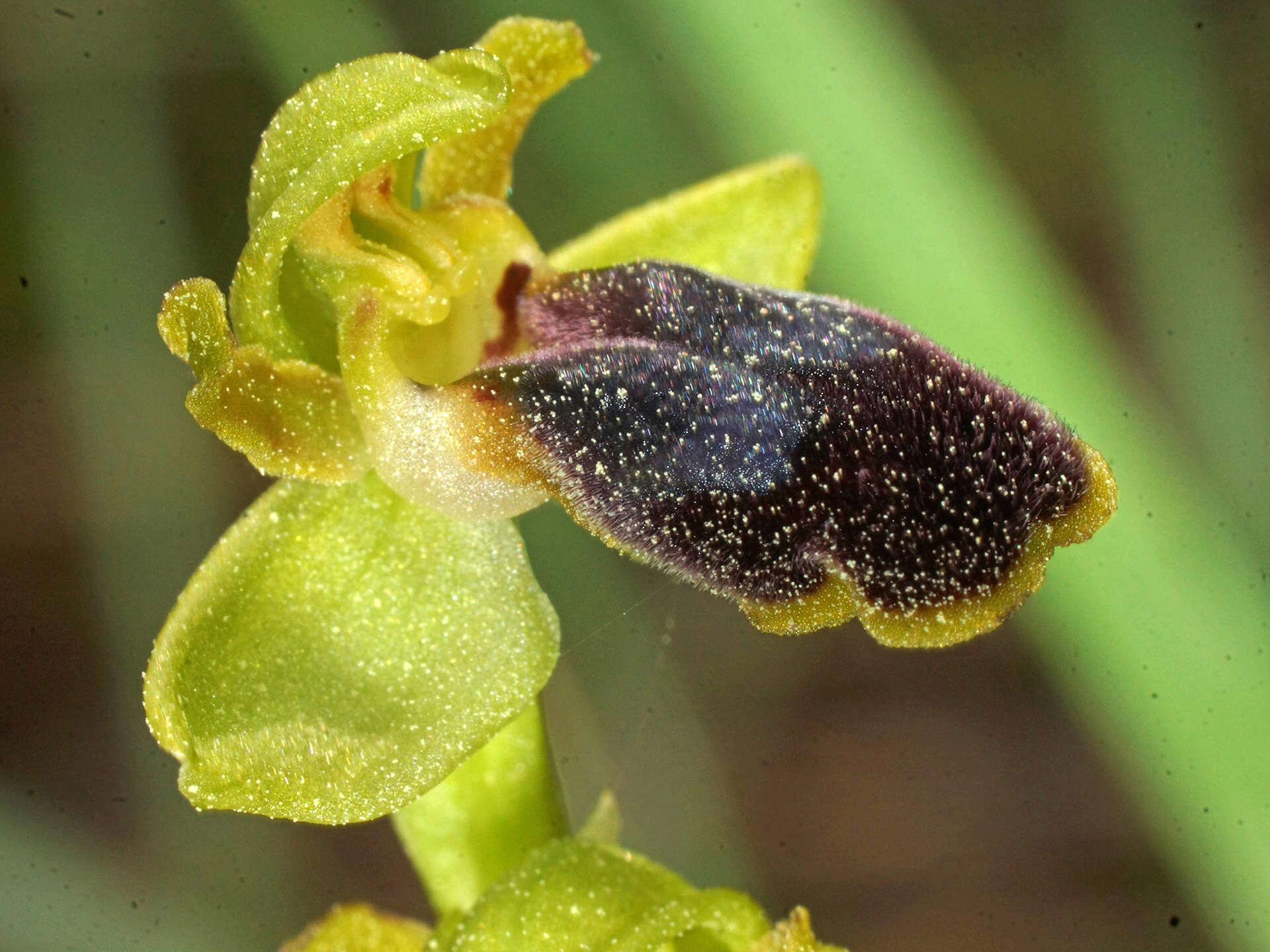 Image of Ophrys fusca subsp. cinereophila (Paulus & Gack) Faurh.