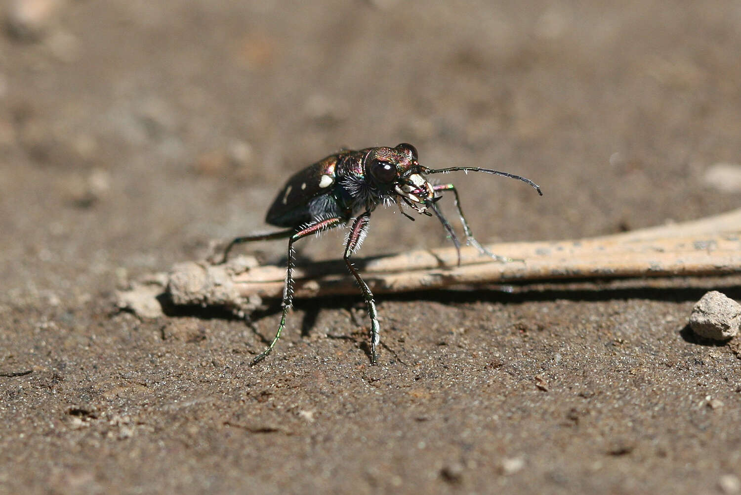 Plancia ëd Cicindela (Cicindela) oregona oregona Le Conte 1856