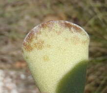 Image of Adromischus cristatus var. cristatus