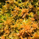 Sphagnum africanum Welwitsch & Duby 1872的圖片