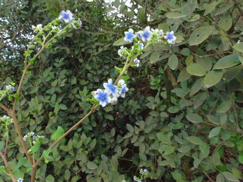 Image of Cynoglossum coelestinum Lindl.