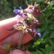 Image de Salvia mocinoi Benth.