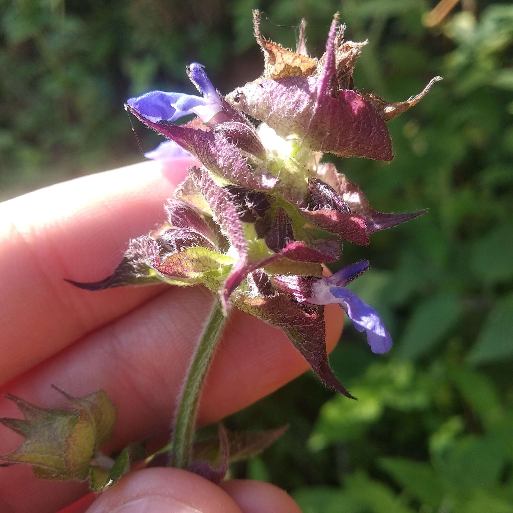 Image de Salvia mocinoi Benth.