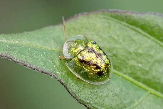 Image of Cassida (Crepidaspis) diomma Boisduval 1835