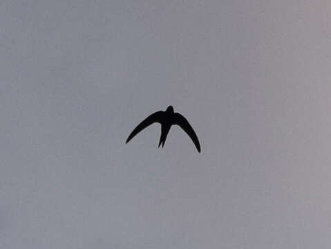 Image of swift, common swift