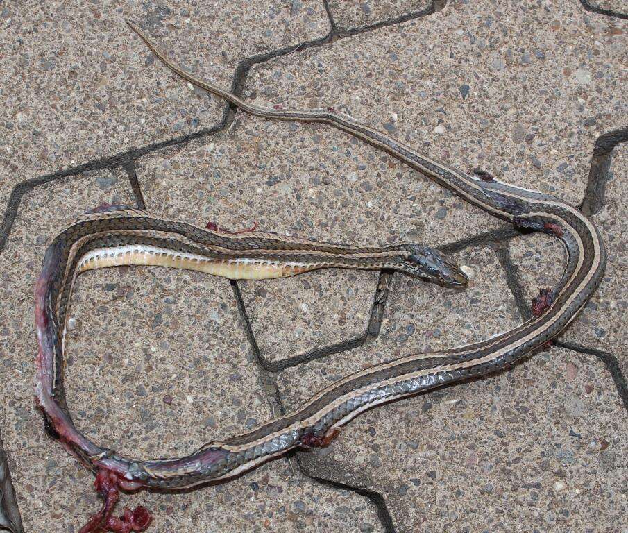 Image of Cross-marked Or Montane Grass Snake