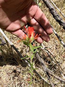 Image of Sacramento Mountain Indian paintbrush