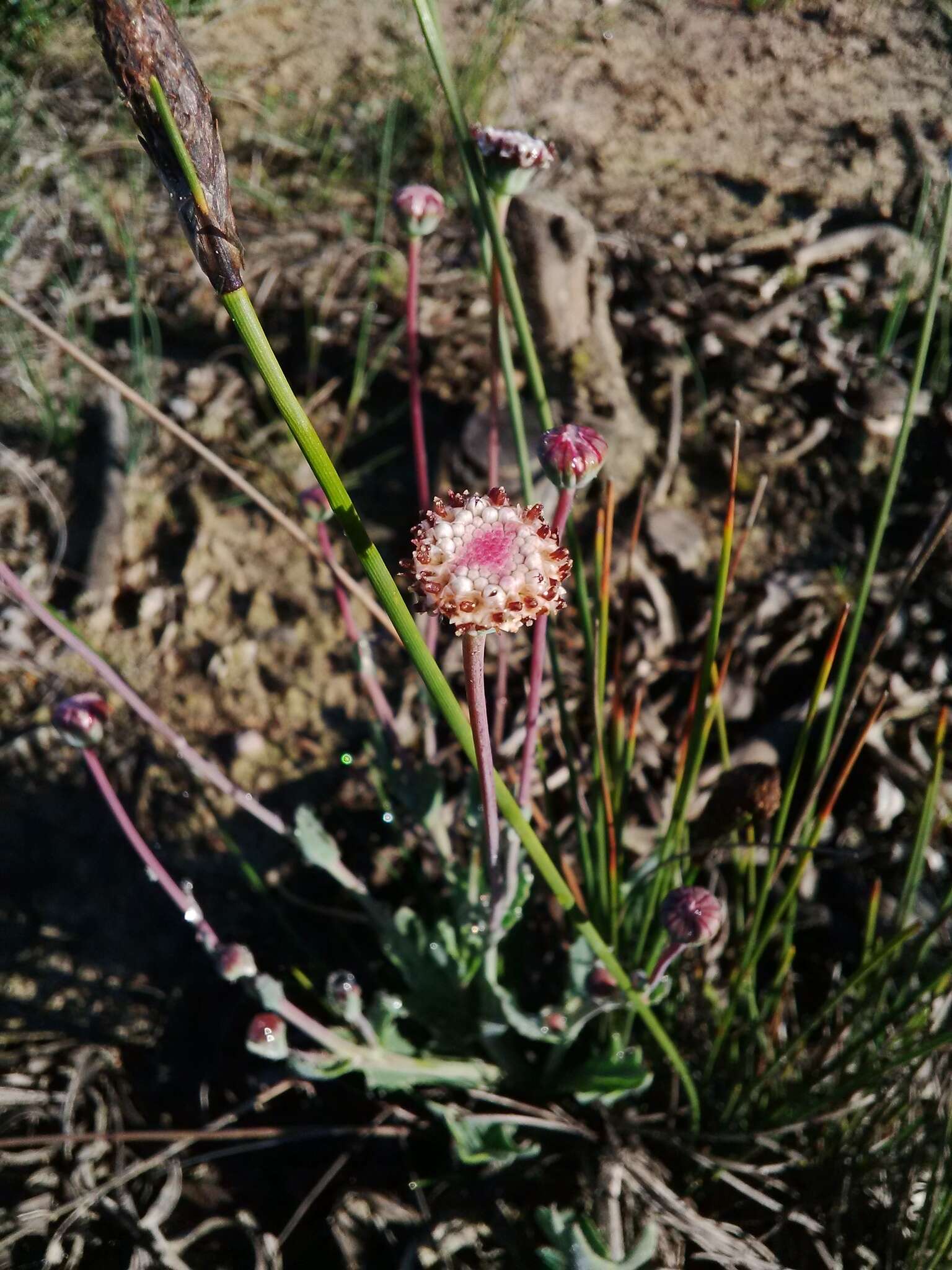 Image of Othonna digitata L. fil.