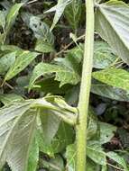 Image of Passiflora flexipes Triana & Planch.